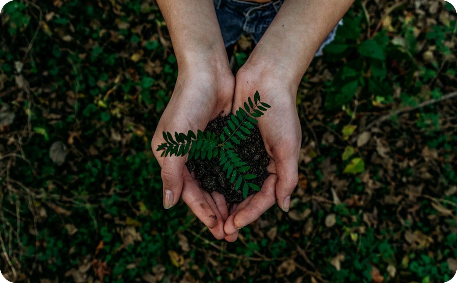 Hands holding a small plant with a natural green background