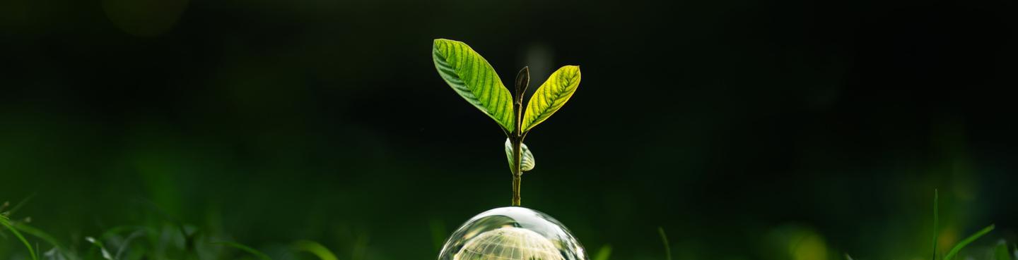 Young plant growing out of a light bulb with a dark background